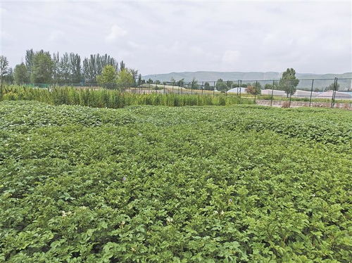 高原種業考官 為植物新品種驗明身份，保障農作物種子經營