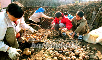 引導農(nóng)民從事多種經(jīng)營 農(nóng)作物種子經(jīng)營新路徑