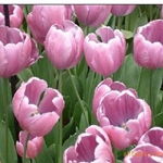 沭陽縣新河鎮(zhèn)綠友花卉園藝場 一站式農(nóng)作物種子經(jīng)營服務(wù)，百合、女貞、獼猴桃種子精選供應(yīng)