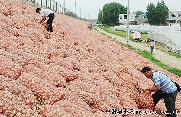 極早熟大櫻桃品種 市場潛力與農作物種子經營策略